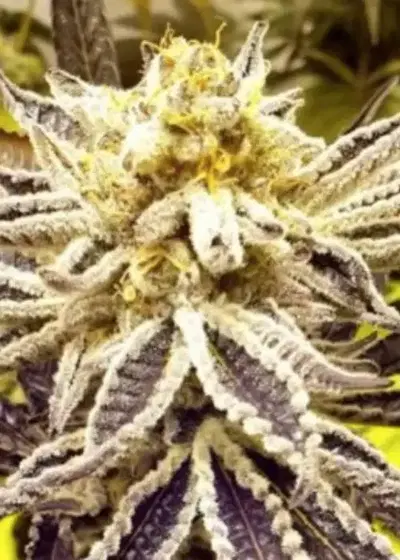 Orange Cane by BlackFarm Genetix, Photoperiod cannabis strain