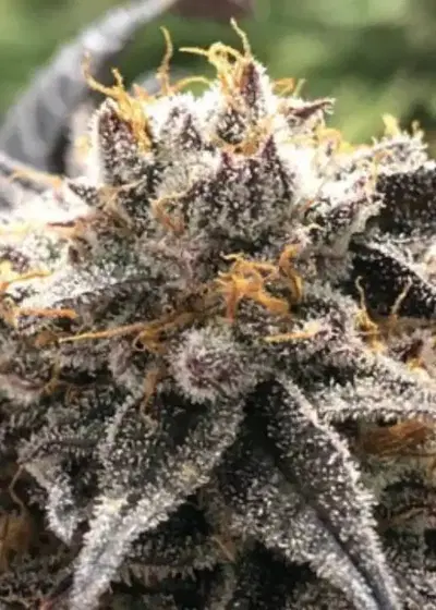 Orange Cherry by BlackFarm Genetix, Photoperiod cannabis strain