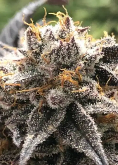 Orange Cherry by BlackFarm Genetix, Photoperiod cannabis strain