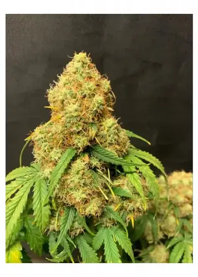 Orange Cookies Auto by Tastebudz Genetics, Autoflower cannabis strain