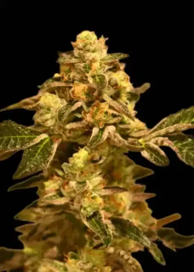 Orange Cookies by Jungle Boys, Photoperiod cannabis strain