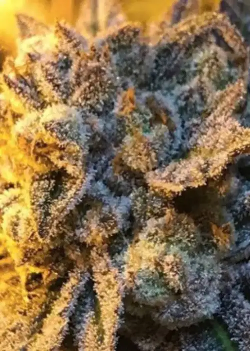 Orange Crasher by BlackFarm Genetix, Photoperiod cannabis strain