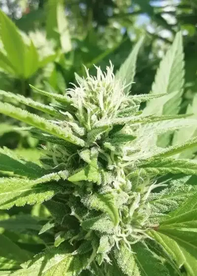 Orange Dream by Dutchfem, Photoperiod cannabis strain