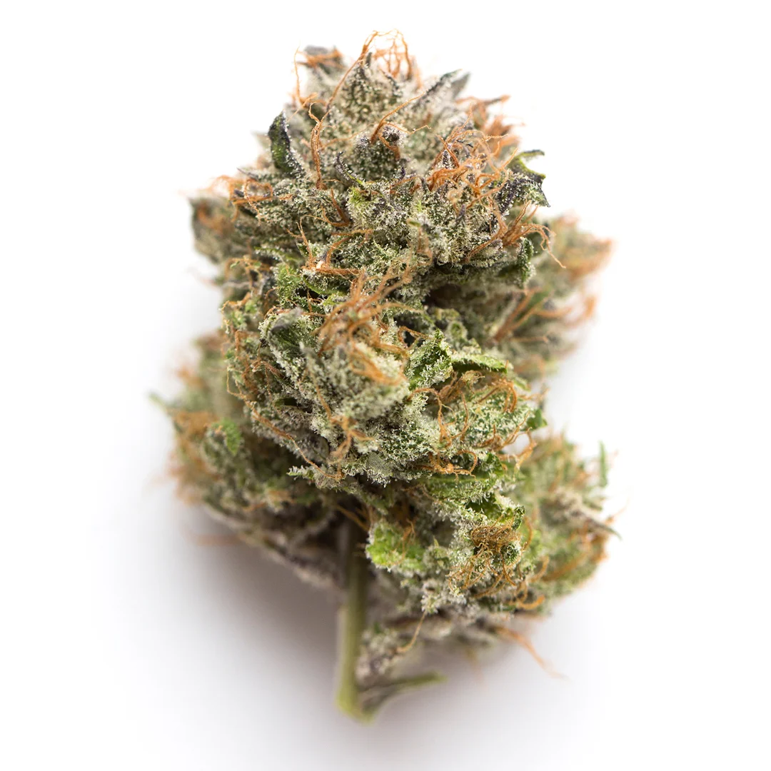 Orange Fanta by Seattle Chronic Seeds, Photoperiod cannabis strain