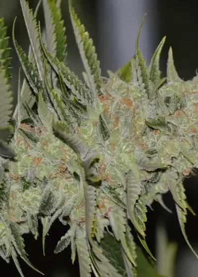 Orange Gasm by Irie Genetics, Photoperiod cannabis strain