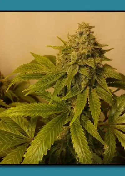 Orange Glue by Relentless Genetics, Photoperiod cannabis strain