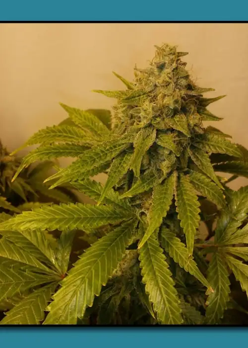 Orange Glue by Relentless Genetics, Photoperiod cannabis strain