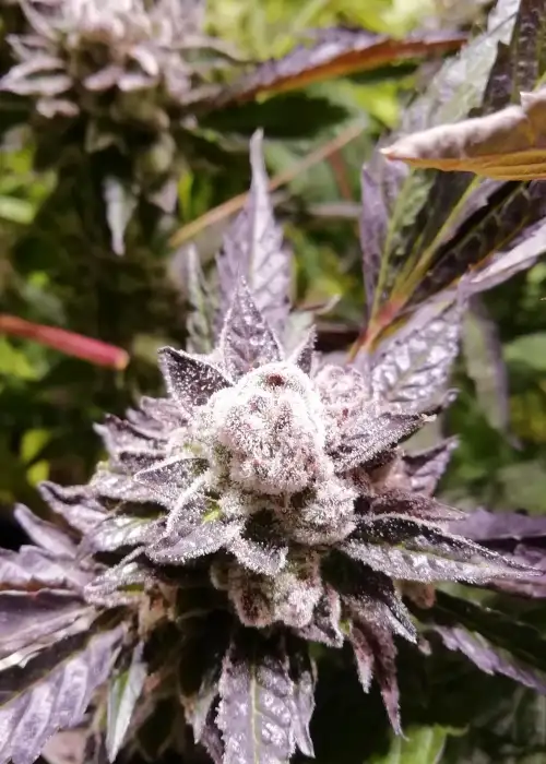 Orange Groovye BX by The Grateful Seeds, Photoperiod cannabis strain