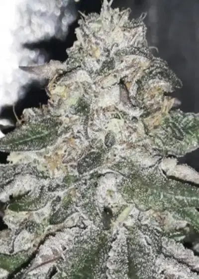 Orange Ice by BlackFarm Genetix, Photoperiod cannabis strain