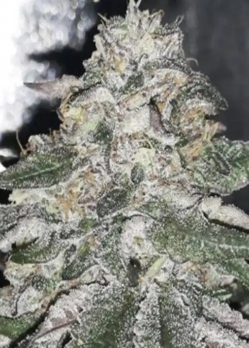 Orange Ice by BlackFarm Genetix, Photoperiod cannabis strain