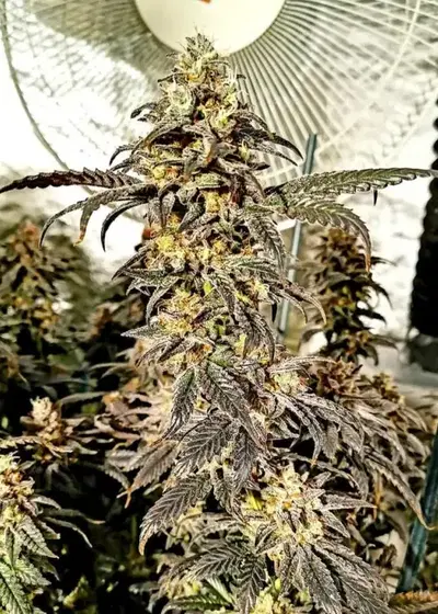 Orange Jelly Sunset by Holy Smoke Seeds, Photoperiod cannabis strain