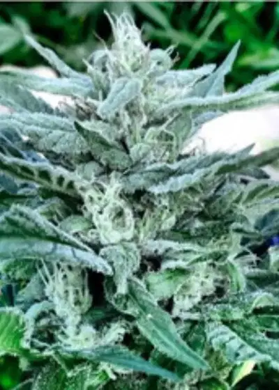 Orange Juice by Team Elite Genetics cannabis strain