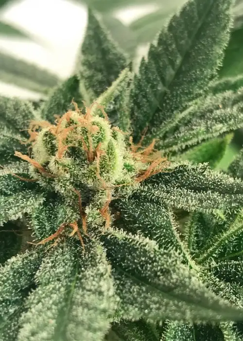 Orange Krush by The Bank Genetics, Photoperiod cannabis strain