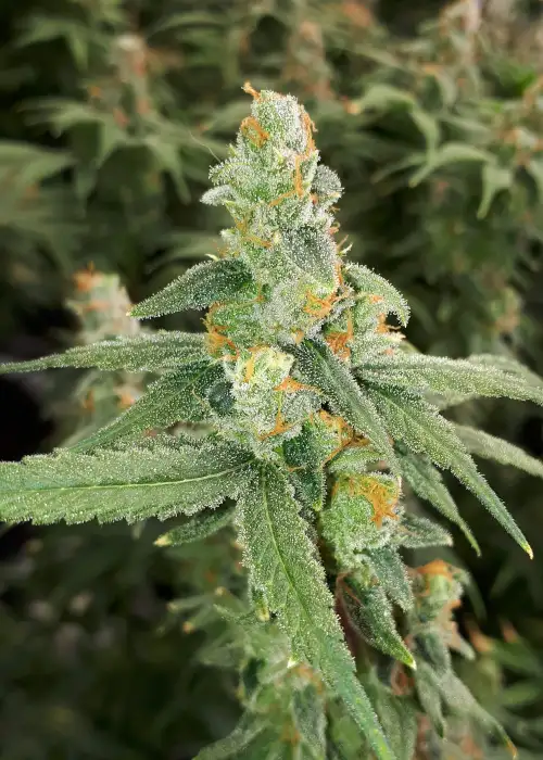 Orange Kush by Camp River Cannabis (CRG Pharma), Photoperiod cannabis strain