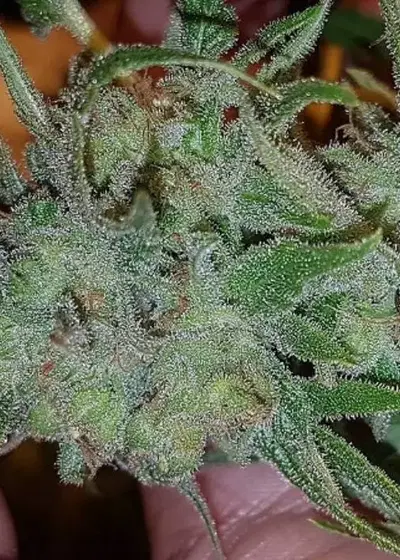 Orange N Mango by Connoisseur Genetics, Photoperiod cannabis strain