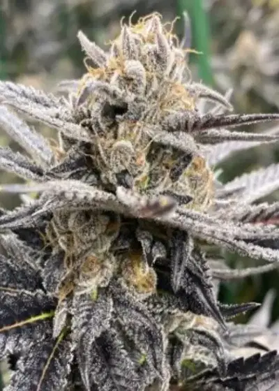 Orange Punch by BlackFarm Genetix, Photoperiod cannabis strain