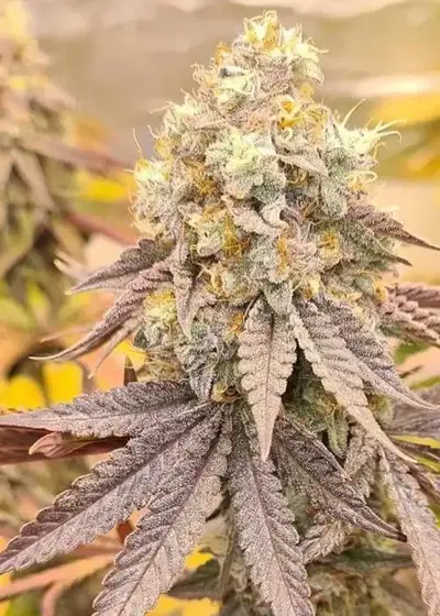Orange Runtz Cake by Conscious Genetics, Photoperiod cannabis strain