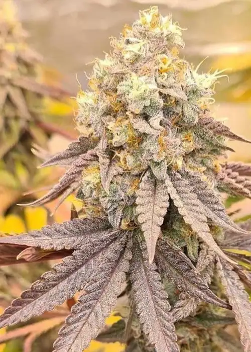 Orange Runtz Cake by Conscious Genetics, Photoperiod cannabis strain