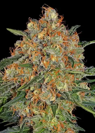 Orange Sherbert cannabis strain