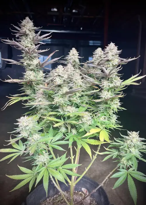 Orange Sherbet FF by Fast Buds, Photoperiod cannabis strain