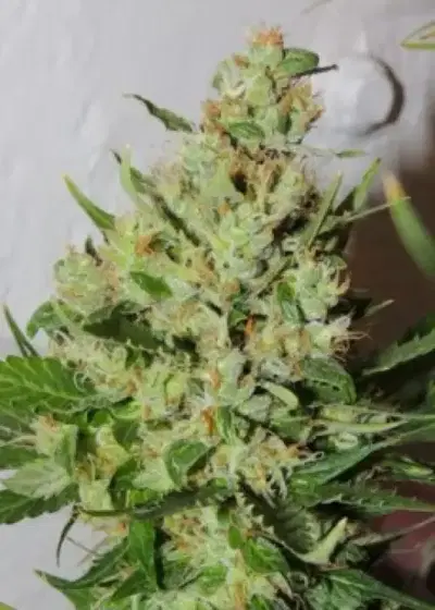 Orange Sorbet by Karma Genetics, Photoperiod cannabis strain