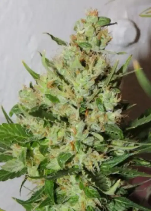 Orange Sorbet by Karma Genetics, Photoperiod cannabis strain