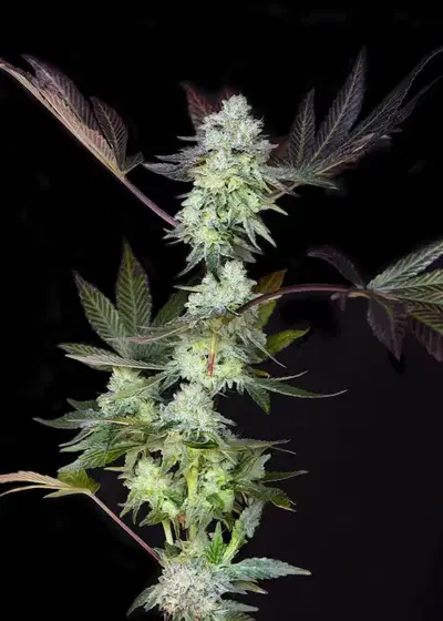 Orange Spritz by Art Genetix, Photoperiod cannabis strain