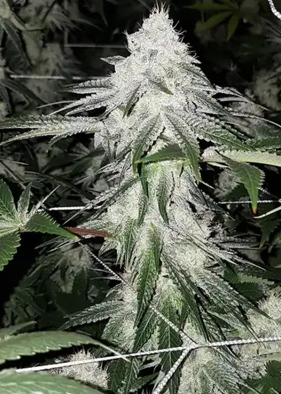 Orange Wedding Cake by Jungle Boys, Photoperiod cannabis strain