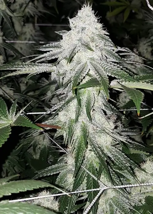Orange Wedding Cake by Jungle Boys, Photoperiod cannabis strain