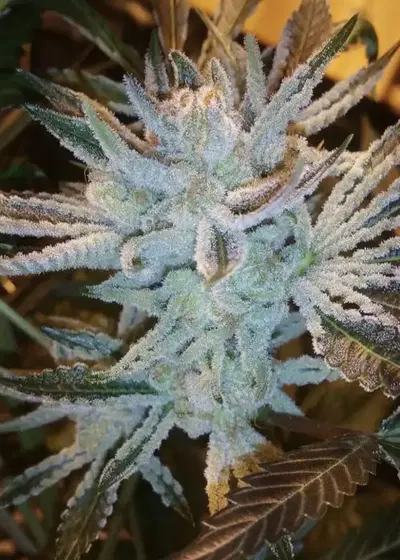 Orangeade by Symbiotic Genetics, Photoperiod cannabis strain