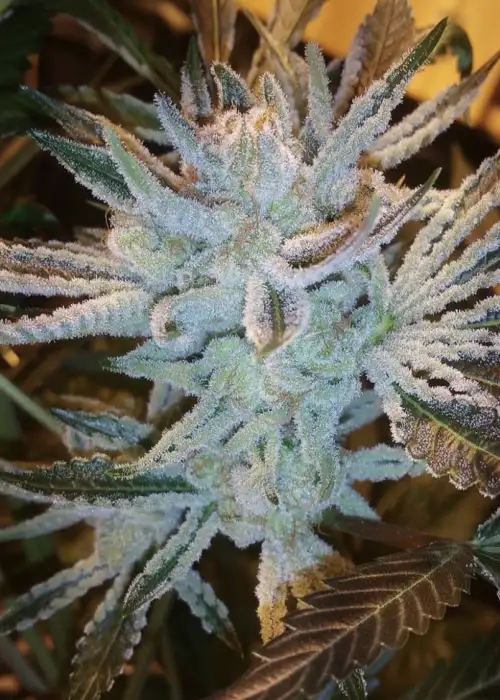 Orangeade by Symbiotic Genetics, Photoperiod cannabis strain