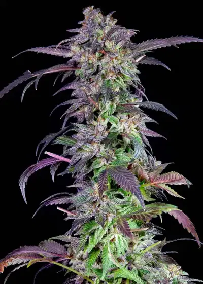 Orangina by The Grateful Seeds, Photoperiod cannabis strain