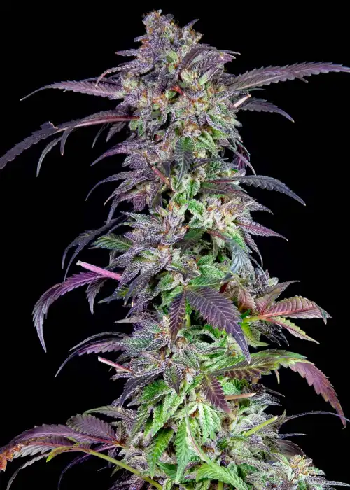 Orangina by The Grateful Seeds, Photoperiod cannabis strain