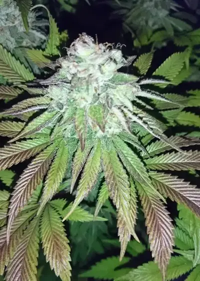 Orbital G Diesel by Sumo Seeds, Photoperiod cannabis strain