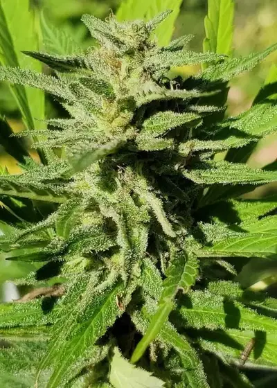 Oregon Huckleberry by Dynasty Seeds, Photoperiod cannabis strain