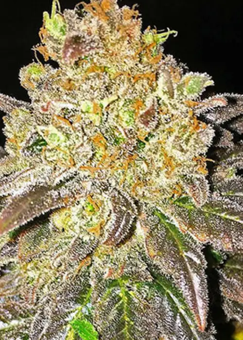 Oregon Peach by Dr. Seeds, Photoperiod cannabis strain