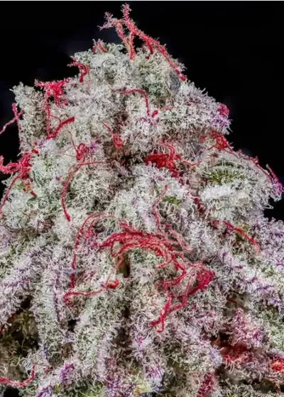 Oreo Big Stuff s1 by CopyCat Genetics, Photoperiod cannabis strain