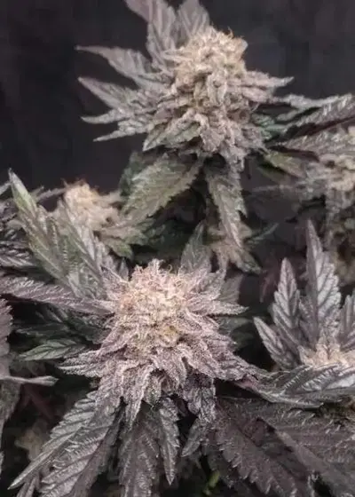 Oreoz BX by SoFem Genetics, Photoperiod cannabis strain