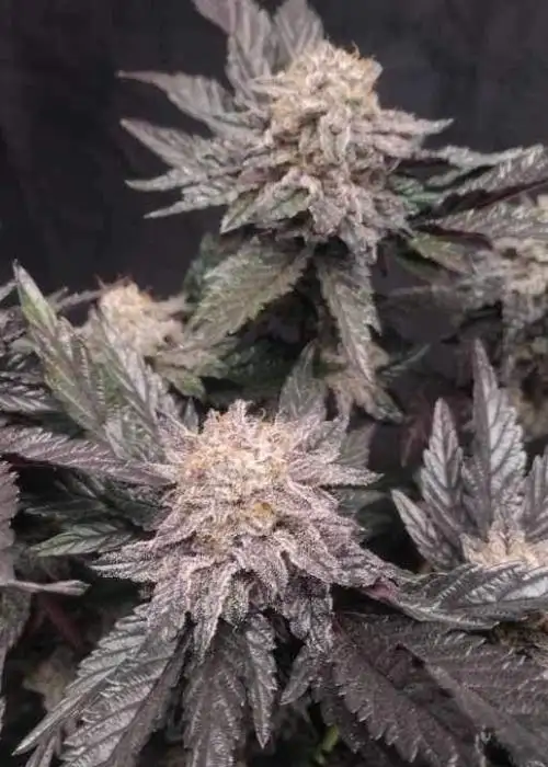 Oreoz BX by SoFem Genetics, Photoperiod cannabis strain