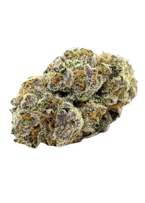 Oreoz feminized by Seeds Genetics Co., Photoperiod cannabis strain