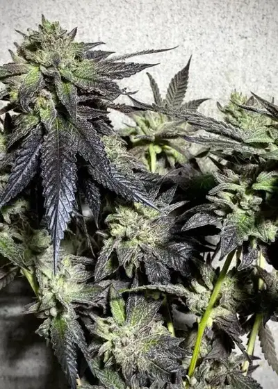 Oreoz Ice Cream Cake by Atlas Seed cannabis strain