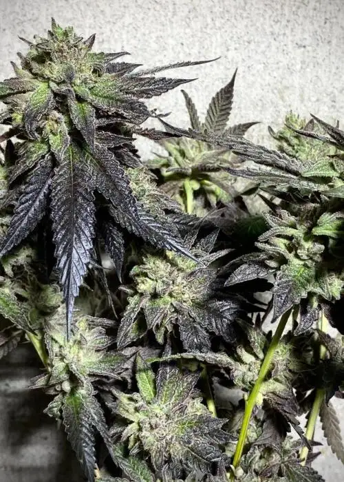Oreoz Ice Cream Cake by Atlas Seed cannabis strain