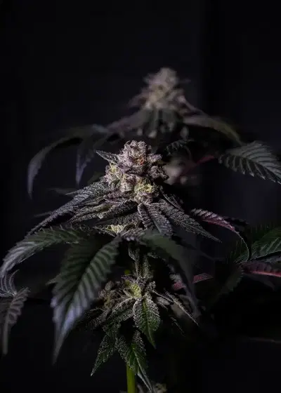 Oreoz Milkshake by Positronics Seeds, Photoperiod cannabis strain