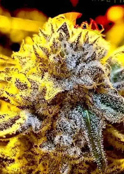 Oreoz x Gushers by Nasha Genetics, Photoperiod cannabis strain