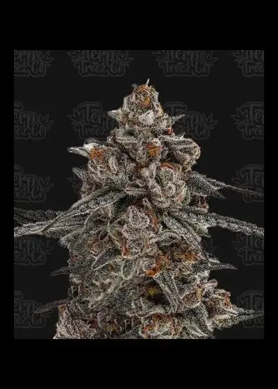 Oreoz x Orange Punch by Terp Treez Co., Photoperiod cannabis strain