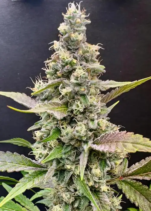 Oreoz by 3rd Coast Genetics, Photoperiod cannabis strain