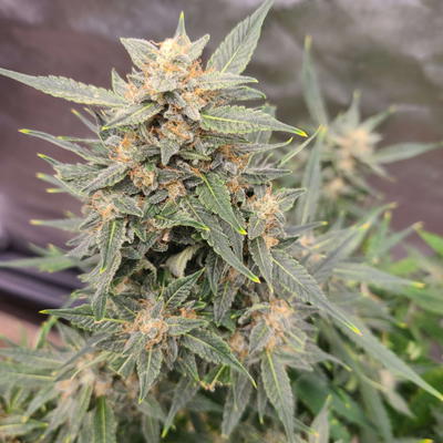 Orgasmatron by Brothers In Farms, Autoflower cannabis strain