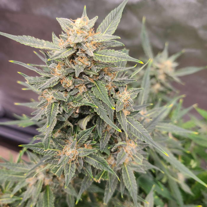 Orgasmatron by Brothers In Farms, Autoflower cannabis strain