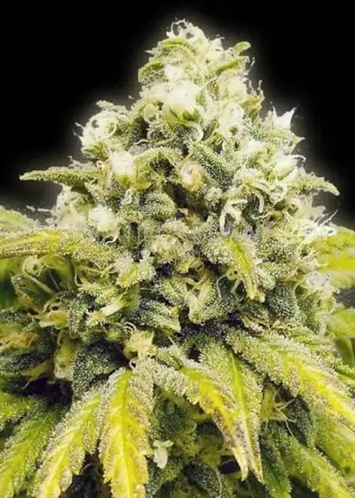 Original Afghan by The Bulldog Seeds, Photoperiod cannabis strain
