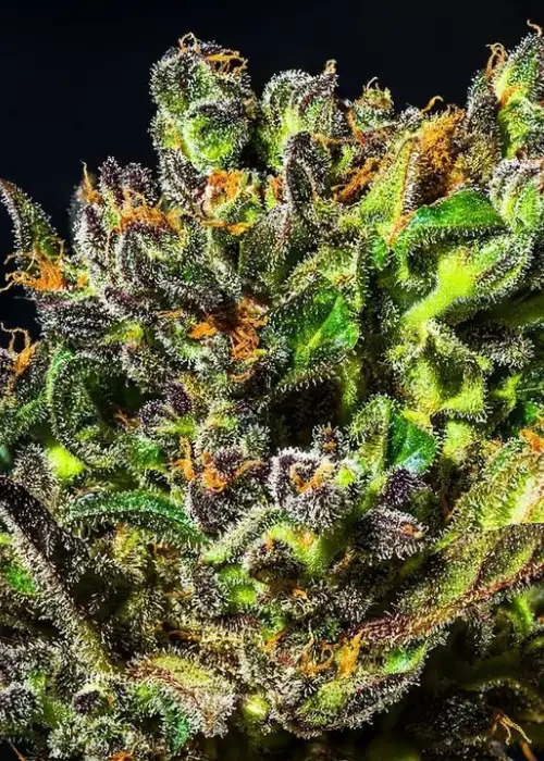 Original Berry by Victory Seeds, Photoperiod cannabis strain